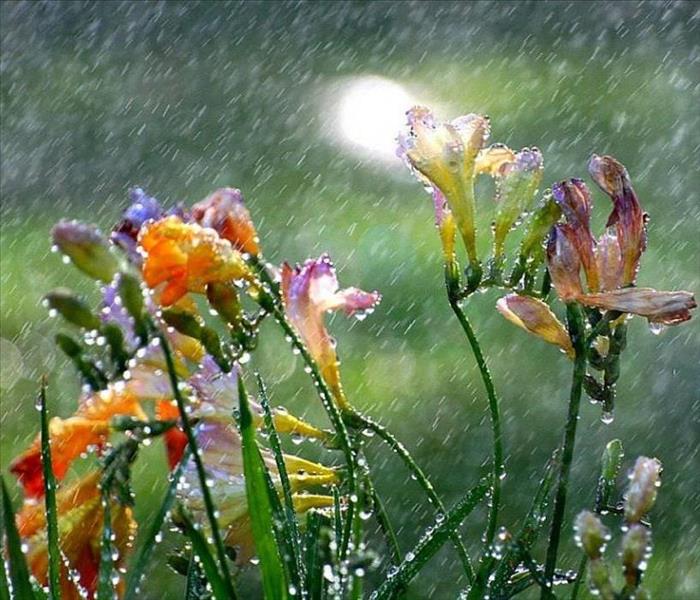 Rain on flowers.
